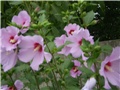 hibiskus